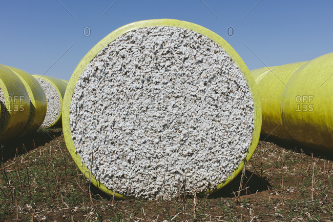 Harvested cotton bales wrapped in yellow plastic vinyl