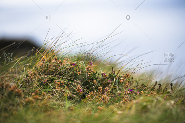 Grass detail from a hike at Cliffs of Moher