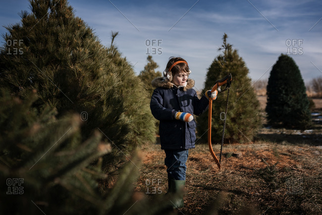 Small young boy cutting down a tree on a Christmas tree farm