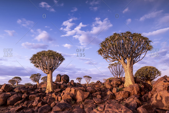 Lovely cloudy sky over a pair of trees in Namibia