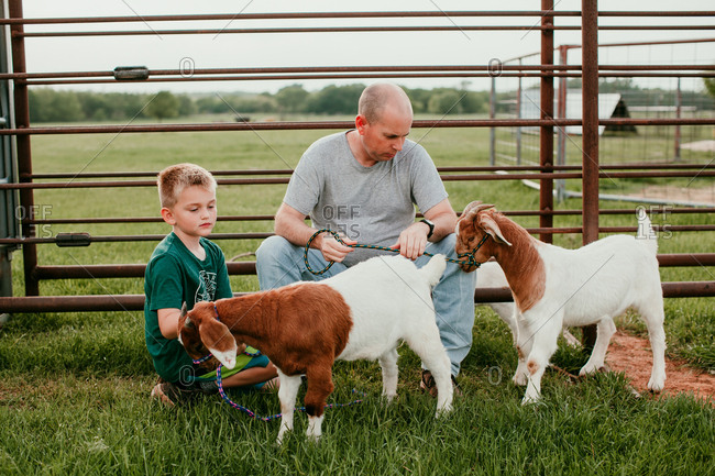A boy and man looking at goats