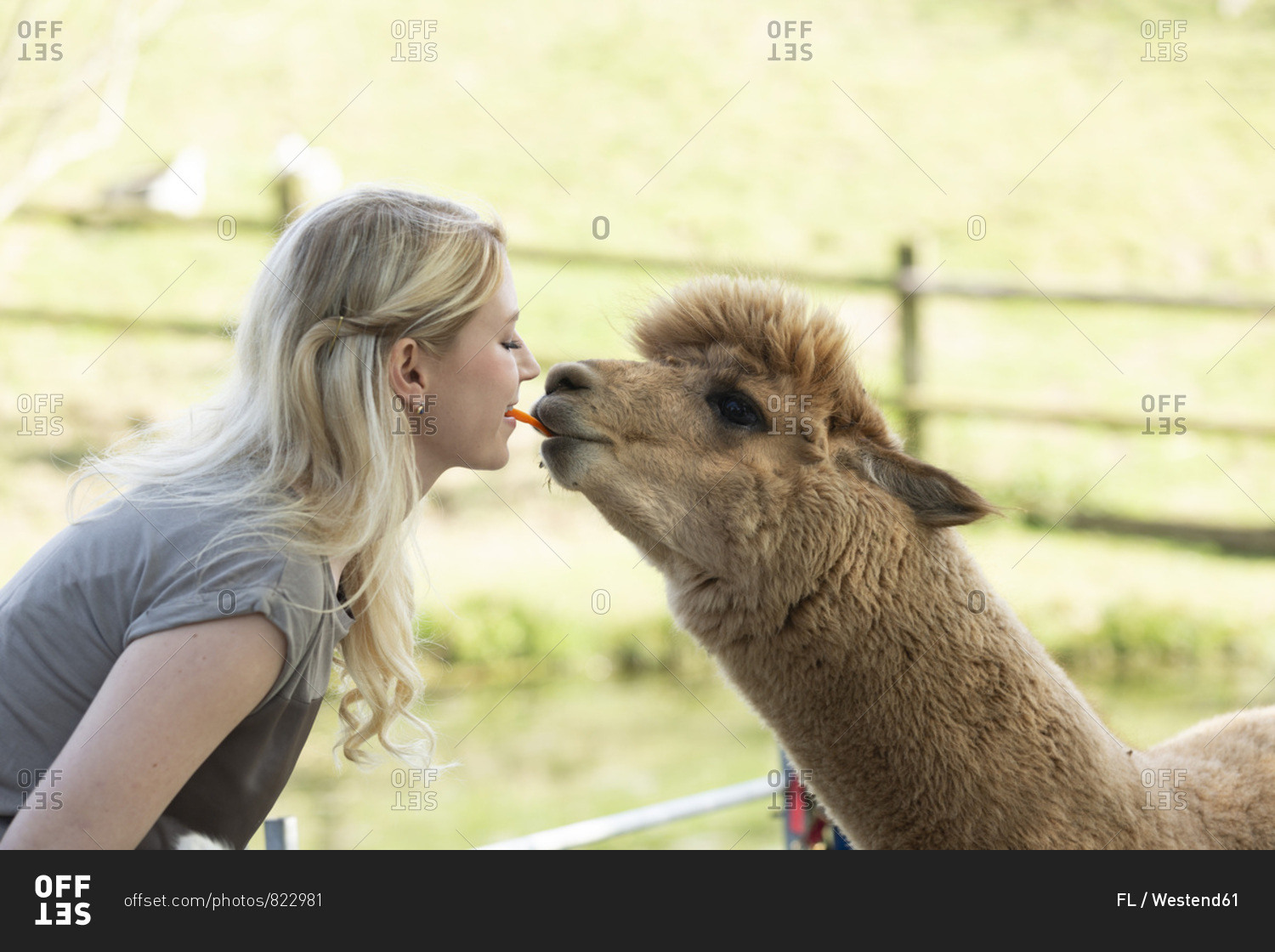 Woman feeding alpaca from mouth to mouth