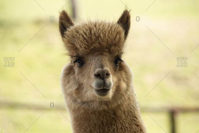 Cute Alpaca Stock Photos Offset
