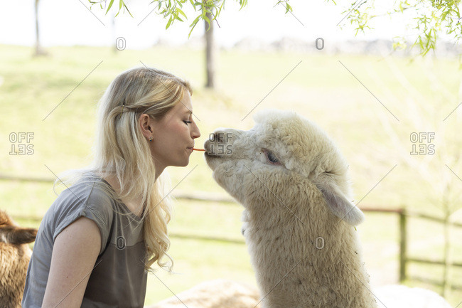 Woman feeding alpaca from mouth to mouth