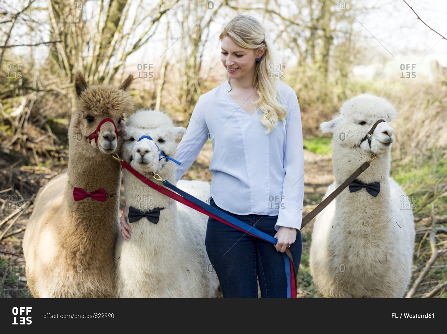 Smiling woman with three alpacas wearing bridles and bow ties