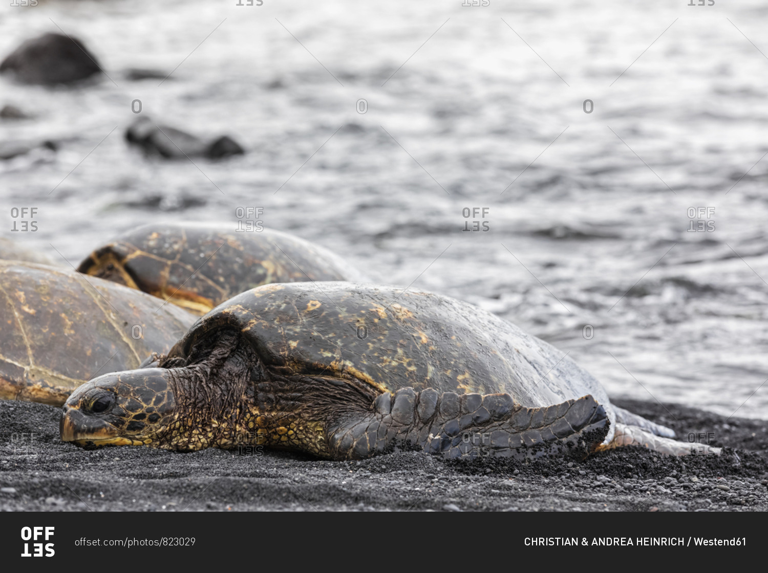 USA- Hawaii- Big Island- Green Sea Turtles on Punalu'u Black Sand Beach