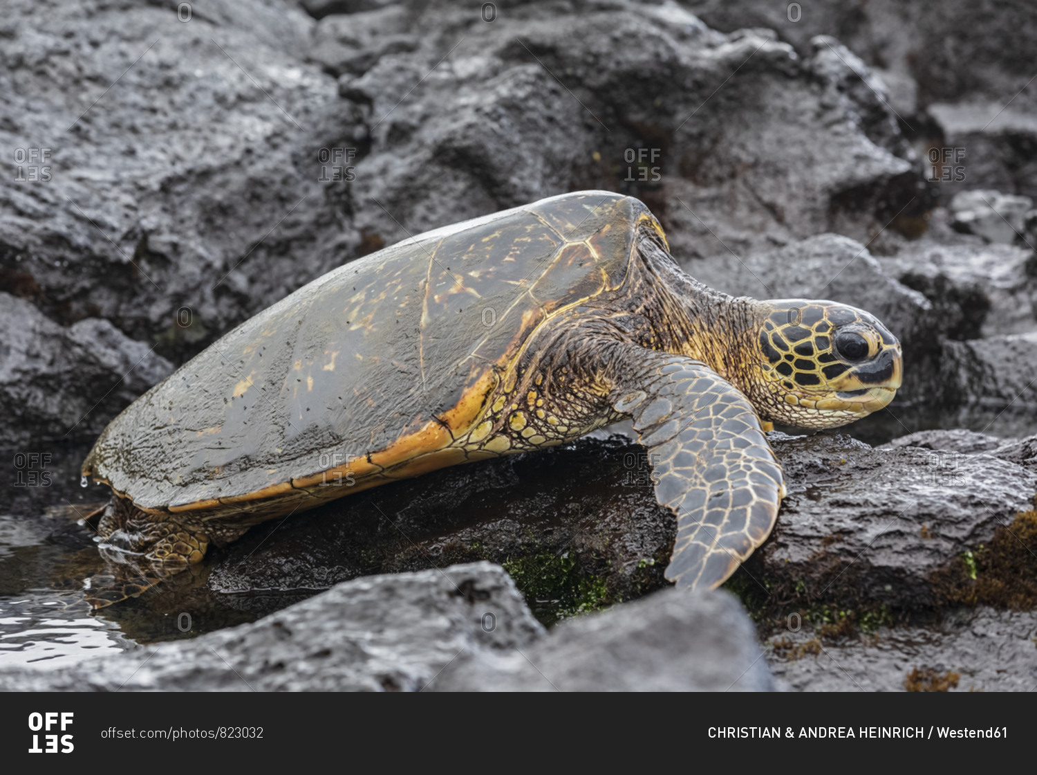 USA- Hawaii- Big Island- Green Sea Turtle on Punalu'u Black Sand Beach
