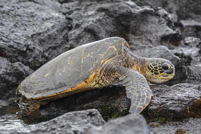 USA- Hawaii- Big Island- Green Sea Turtle on Punalu'u Black Sand Beach