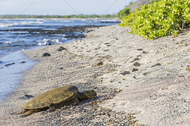 USA- Hawaii- Big Island- Green Sea Turtle on beach at Honokohau Small Boat Harbor