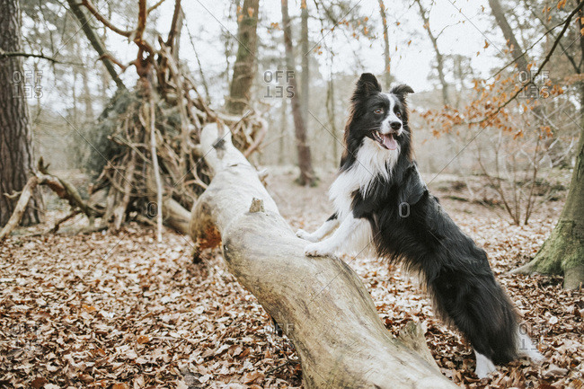 Border Collie standing on trunk in the forest