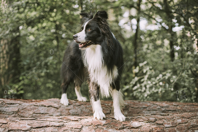 Border Collie on tree log in the forest