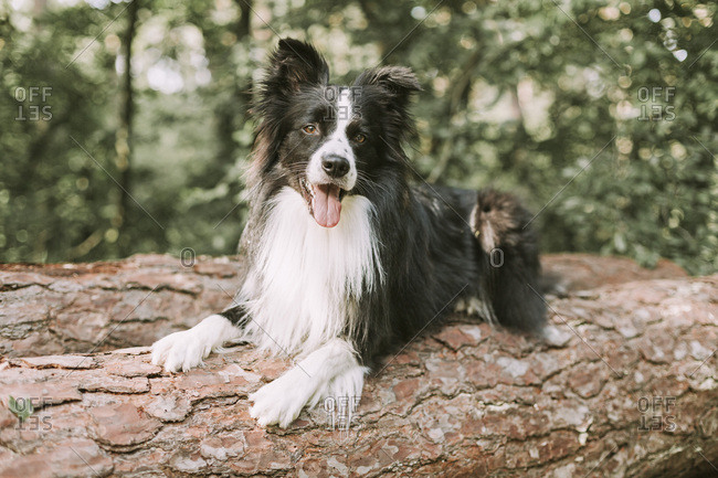 Border Collie on tree log in the forest
