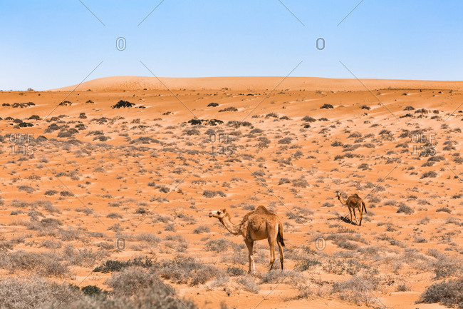 Dromedaries in Wahiba sands desert- Oman