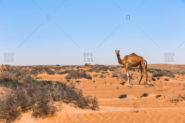 Dromedary in Wahiba sands desert- Oman