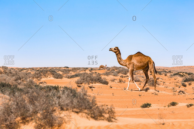 Dromedary in Wahiba sands desert- Oman