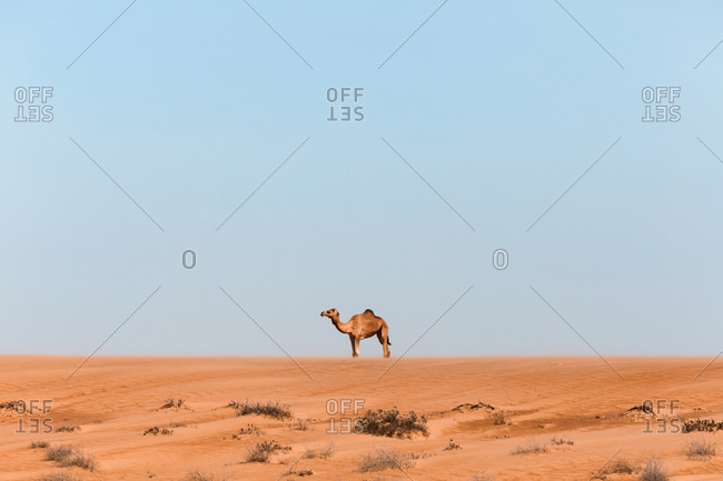 Dromedary in Wahiba sands desert- Oman