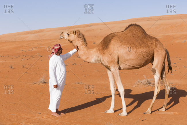 Bedouinn stroking his camel in the desert- Wahiba Sands- Oman