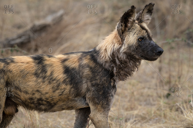 African wild dog