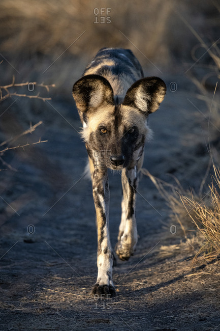 African wild dog walking down a game path