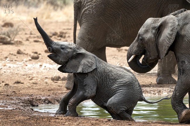 Elephant calf climbing out of a river with its trunk extended