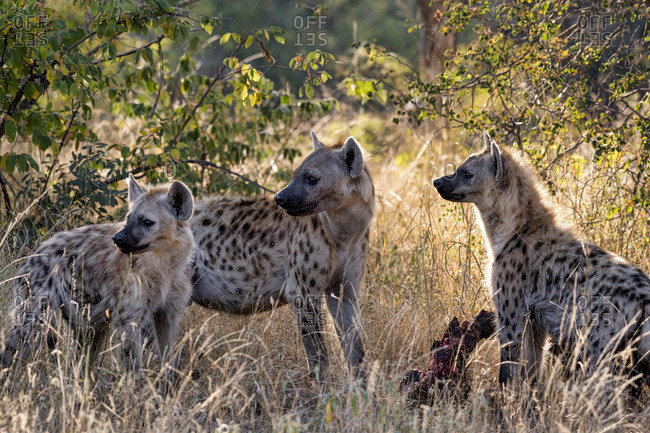 Three hyena standing around a waterbuck carcass