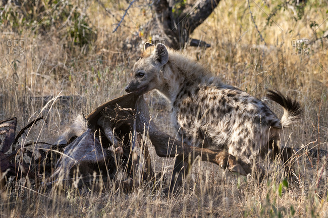 Hyena tearing the hide of a waterbuck carcass