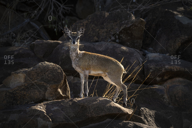 A klipspringer standing atop a boulder