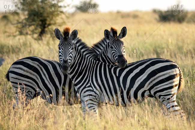 Two zebras mirroring each other