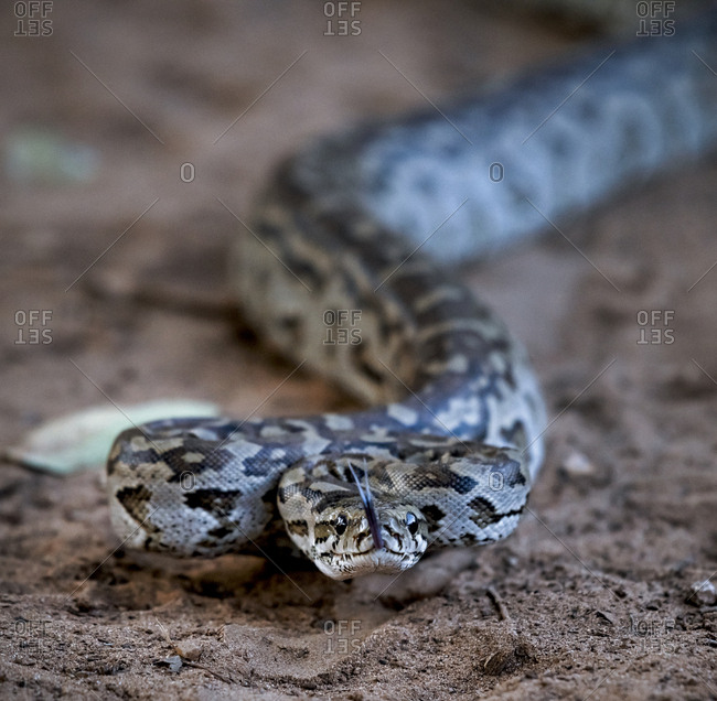 Python Stock Photos Offset