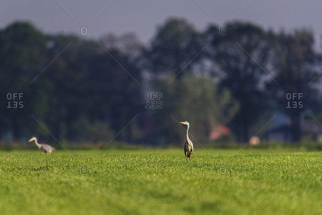 Grey heron in a field