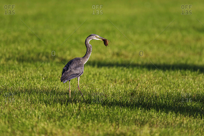 Grey heron with rodent in beak