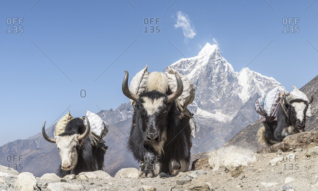 Nepal- Solo Khumbu- Everest- Chukkung- Yaks carrying provisions
