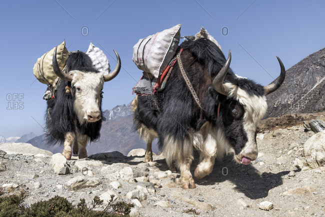 Nepal- Solo Khumbu- Everest- Chukkung- Yaks carrying provisions