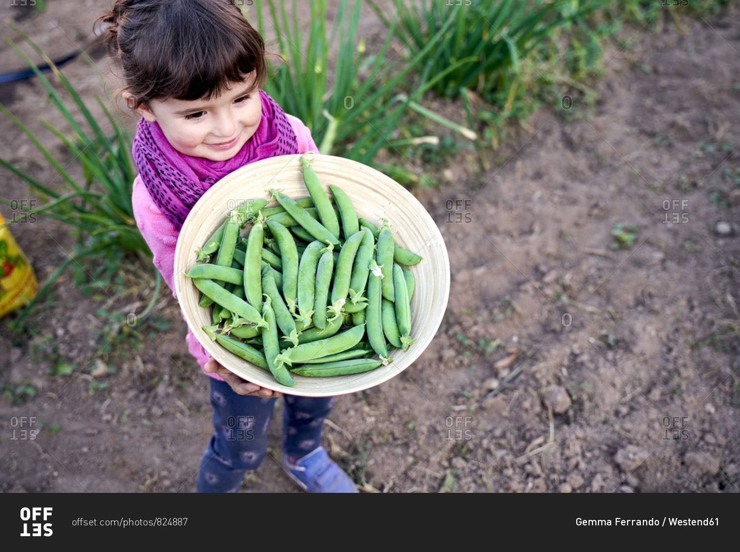 Happy little girl holding bowl of freshly picked organic peas