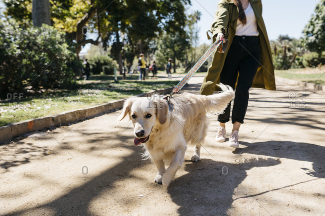 Portrait of Labrador Retriever going walkies in city park with mistress