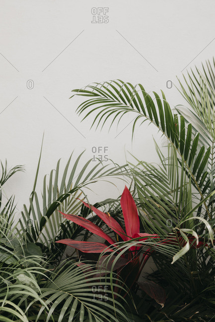 Mexico- exotic plant