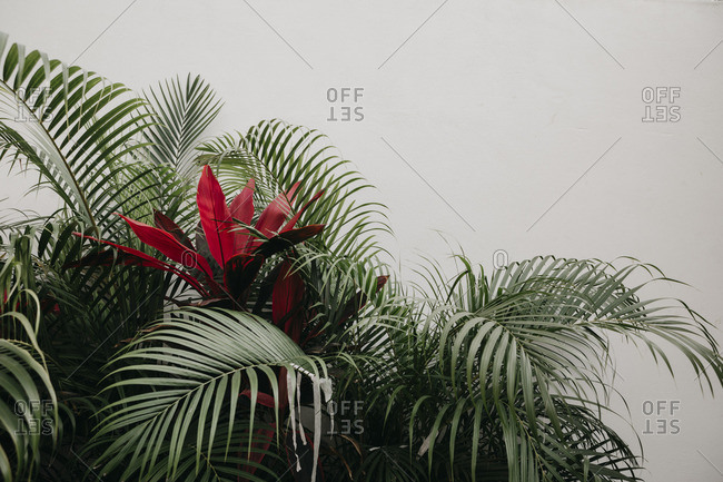 Mexico- exotic plant