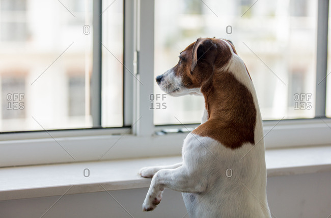 jack russell terrier dog look out the window