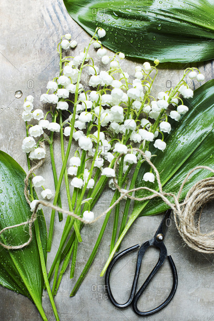 Lily of the Valley flowers being prepared on a table