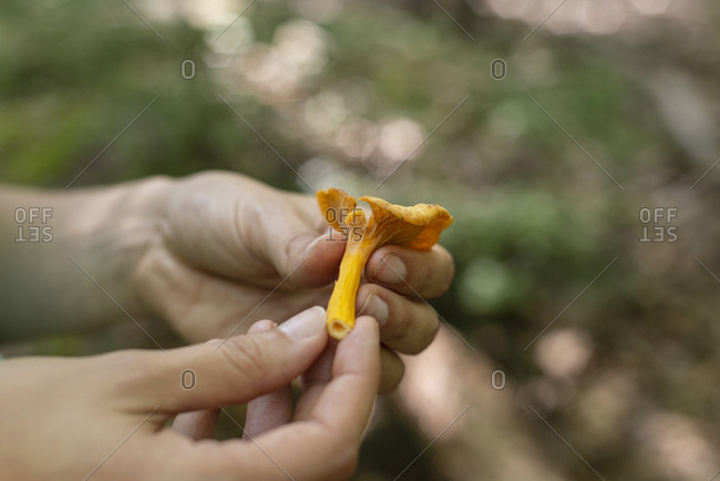 Hands holding a freshly foraged yellow foot chanterelle in the woods