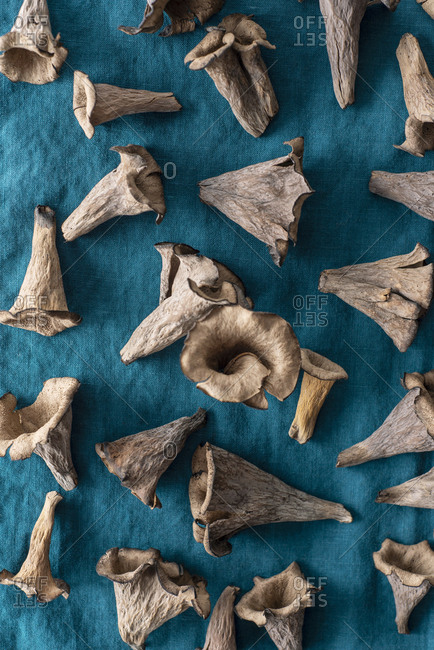 Freshly foraged black trumpet mushrooms spread out on linen towel