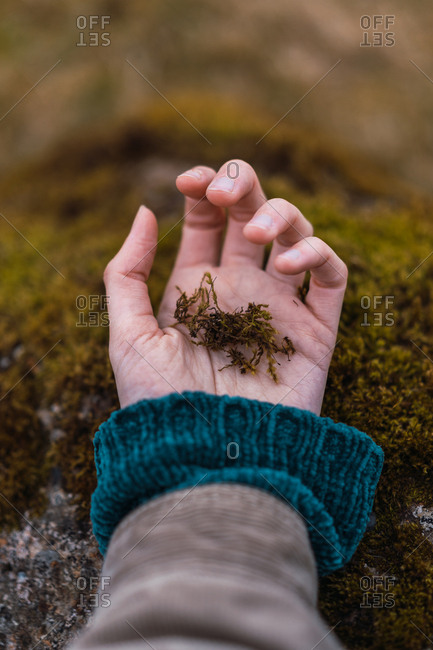 Crop female palm of hand in warm clothes touching stone with green moss on Faroe Islands