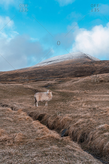 Woolly sheep grazing on dry grass of hilly terrain on cloudy day on Faroe Islands