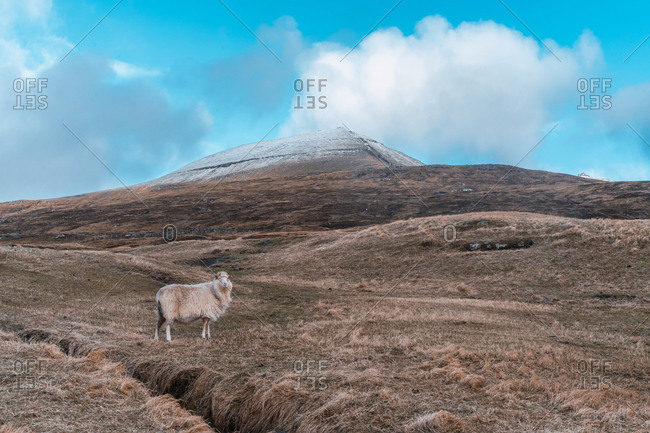 Woolly sheep grazing on dry grass of hilly terrain on cloudy day on Faroe Islands