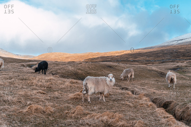 Herd of woolly sheep grazing on dry grass of hilly terrain on cloudy day on Faroe Islands