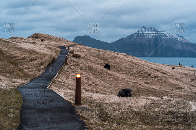 Herd of woolly sheep grazing on dry grass of hilly terrain near road on cloudy day on Faroe Islands