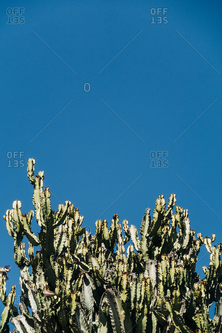 Close-up cactus with tall green stems growing in the nature against a clear blue sky on a sunny day