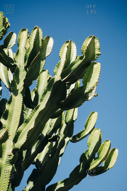 Close-up cactus with tall green stems growing in the nature against a clear blue sky on a sunny day