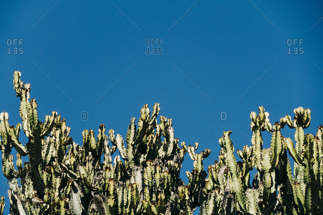 Close-up cactus with tall green stems growing in the nature against a clear blue sky on a sunny day