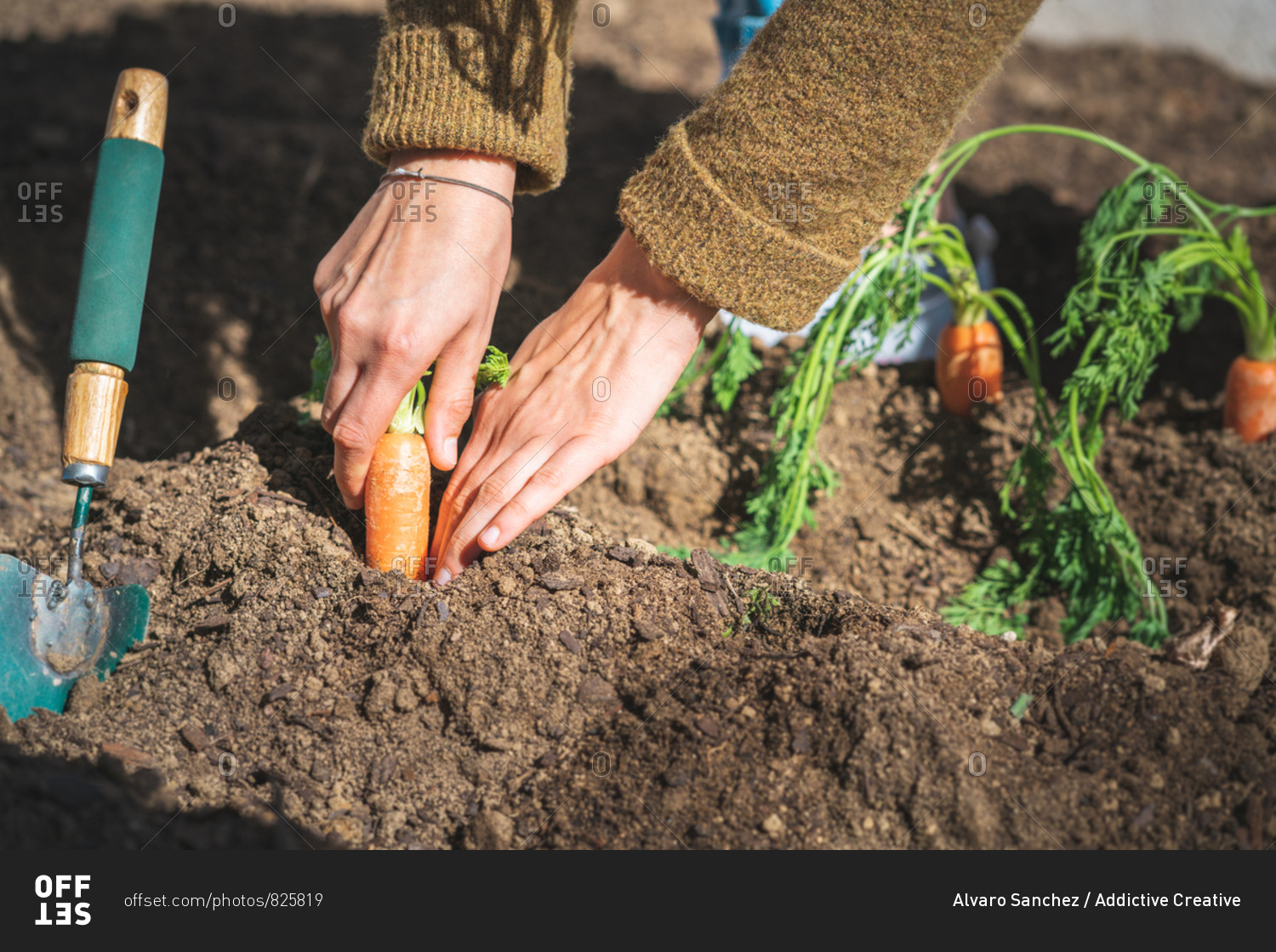 Anonymous female in casual outfit pulling ripe carrot from soil on sunny day on farm